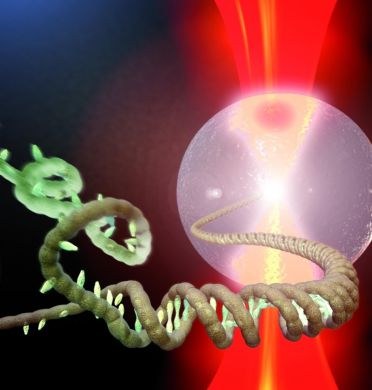 LaserLaB Amsterdam: DNA melting